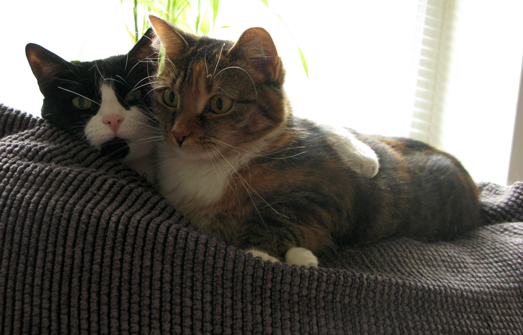 cats cuddling